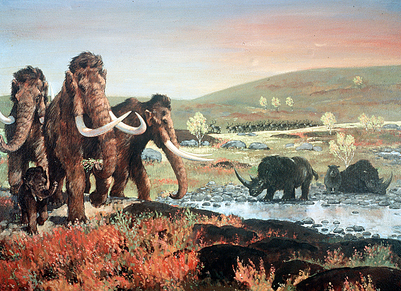 De terugkeer van de mammoet? | Natuurwijzer